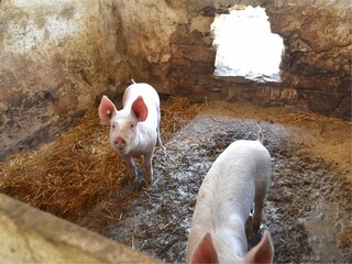 Appartement Frankenau  36