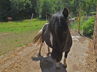 Apartment Frankenau  34