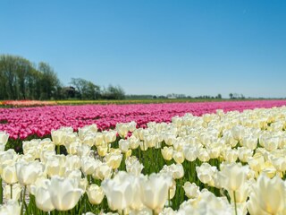 Vakantiehuis 't Zand Omgeving 29