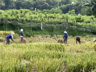 In the middle of rice fields.