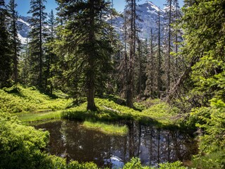 Rauris Primeval Forest | copyright TVB Rauris