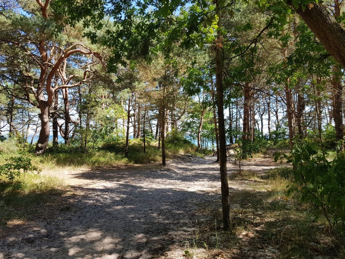 Der Weg zum Strand durch das Kiefernwäldchen