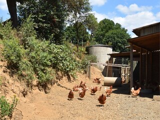 Type de propriété : Ferme Frankenau Enregistrement extérieur 4