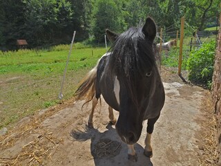 Type de propriété : Ferme Frankenau  34