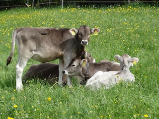 unsere Kälble in Sommerfrische