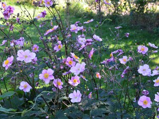 Blick in den Garten