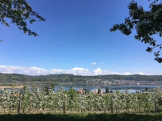 Panoramaweg mit Blick auf Ludwigshafen