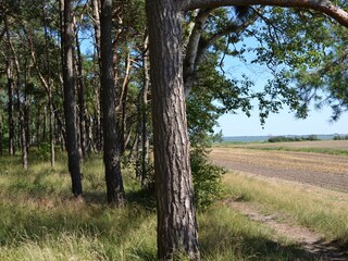 Wustrow - Boddenseite