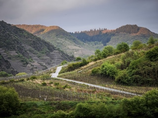 Weinberge in der Umgebung