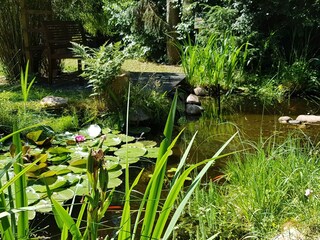 Gardenpond with fishes