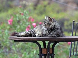 Appartamento per vacanze Candelaria, Teneriffa Documento 23