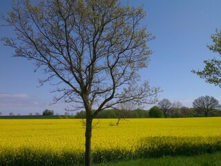 Rapsfeld bei Kellenhusen im Mai