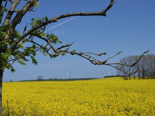 Rapsfeld im Mai