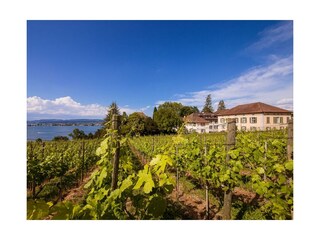 Lindenhof park with vineyard