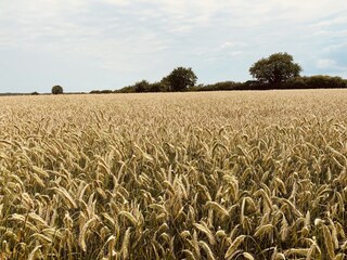 Holiday house Brodersby (Angeln) Environment 38