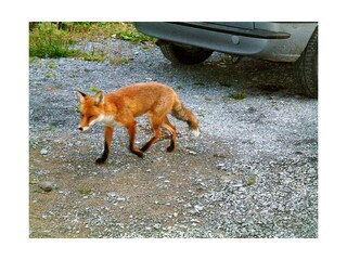 Ein Fuchs in der Nähe des Ferienhauses