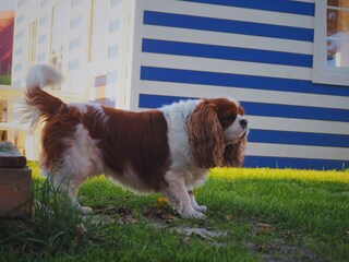 only in sailor house we accepted animals