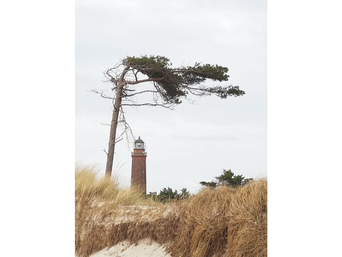 Leuchtturm Prerow und Windflüchter, Weststrand