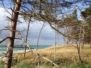 Windflüchter am Weststrand