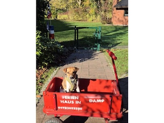 Urlaub mit Hund
