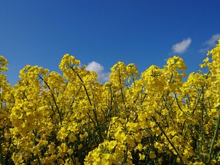 Rapsgold