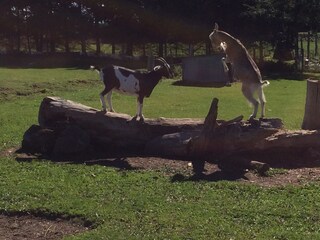 Harry und Lotte