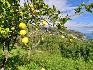 Villa San Lorenzo Al Mare Registrazione all'aperto 12