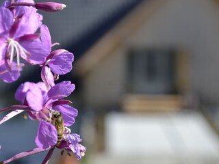 Vakantieappartement Hinterzarten Buitenaudio-opname 2