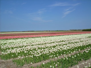 Vakantiehuis Callantsoog Omgeving 56