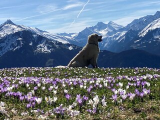 Wanderung mit Hund