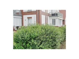 Appartamento per vacanze Langeoog Registrazione all'aperto 6