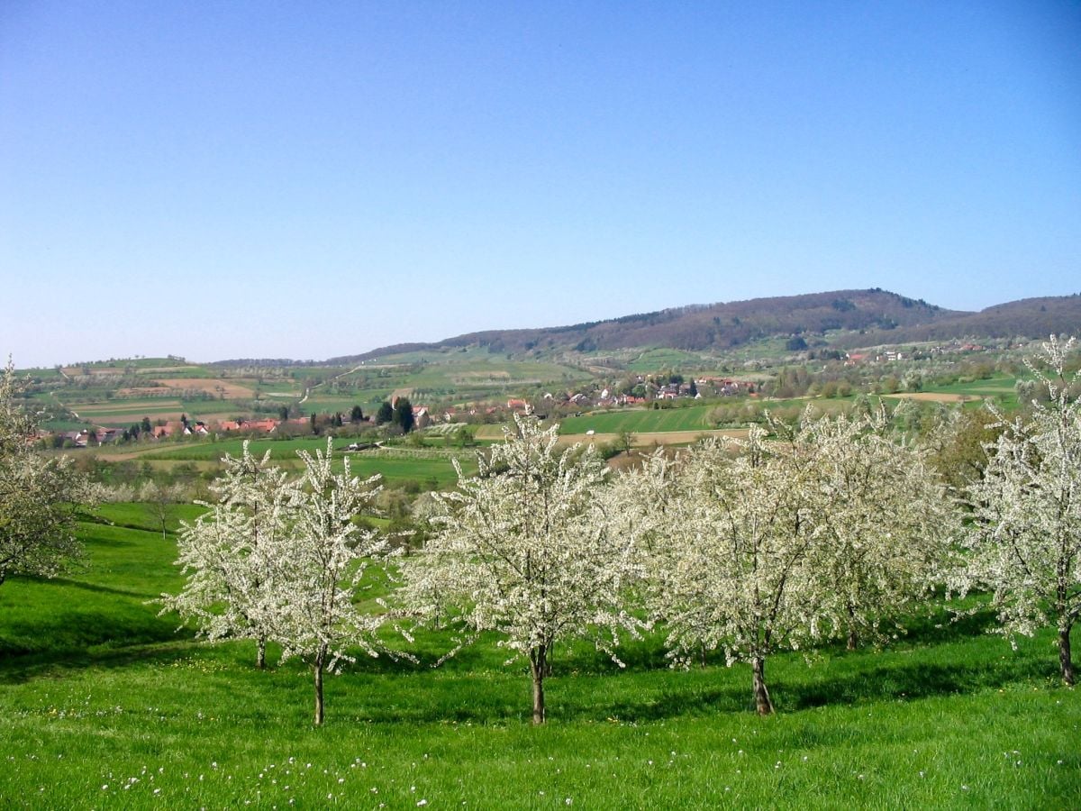 Kirschblüte im nahen Eggener Tal