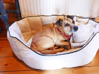 Casa per le vacanze Hasselberg Caratteristiche 15