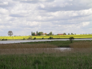The rapeseed is blooming!