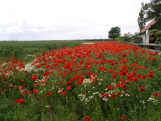 Poppy!