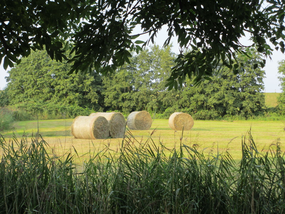 Blick vom Steg zum Deich