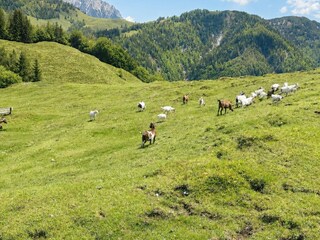 Apartment Kirchdorf in Tirol Environment 43