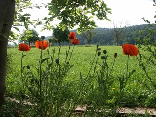 Casa per le vacanze Edertal Registrazione all'aperto 8