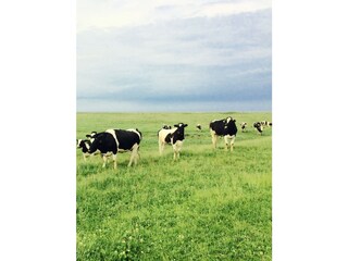 Nordseedeich