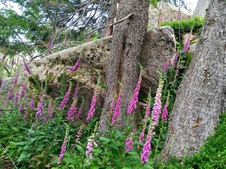 Our favurite hiking trail near Menzenschwand