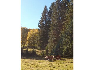 Cows near Schluchsee