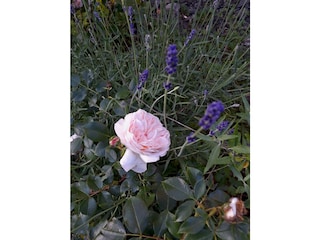 Rosen und Lavendel im Garten