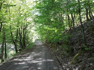 Waldweg am See