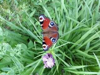 Gartenbild mit Pfauenauge