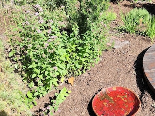 Kräuterbeet mit Küchenkräutern für Gäste