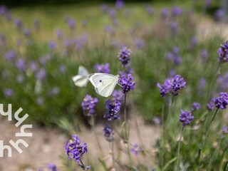 Casa per le vacanze Westkapelle Ambiente 23