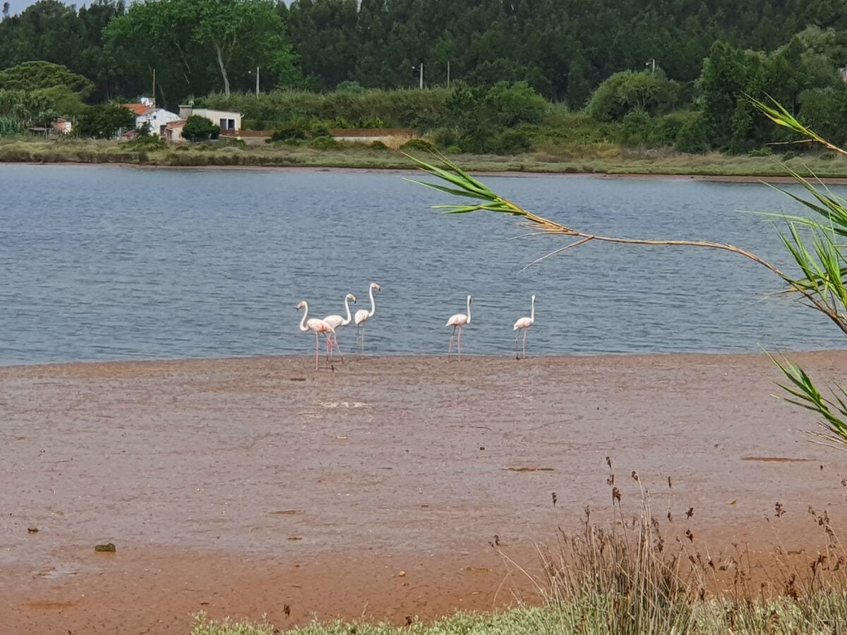 Lagune mit Flamingos