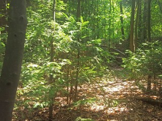 Casa per le vacanze Braunlage Ambiente 40