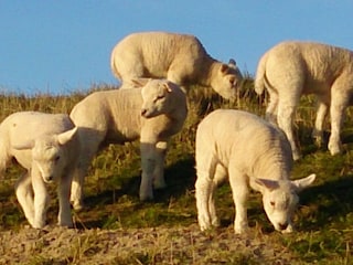 Lambs in Texel.