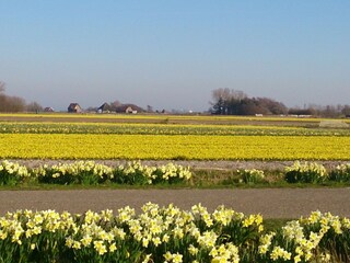 Texel im Frühling